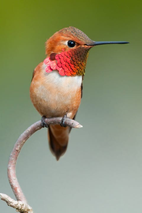 hummingbird