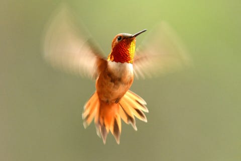 male rufous hummingbird