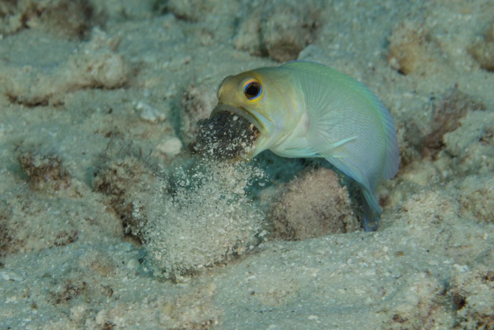 male yellowhead jawfish opistognathus aurifrons, displaying mouth brooding behavior curacao, netherlands antilles