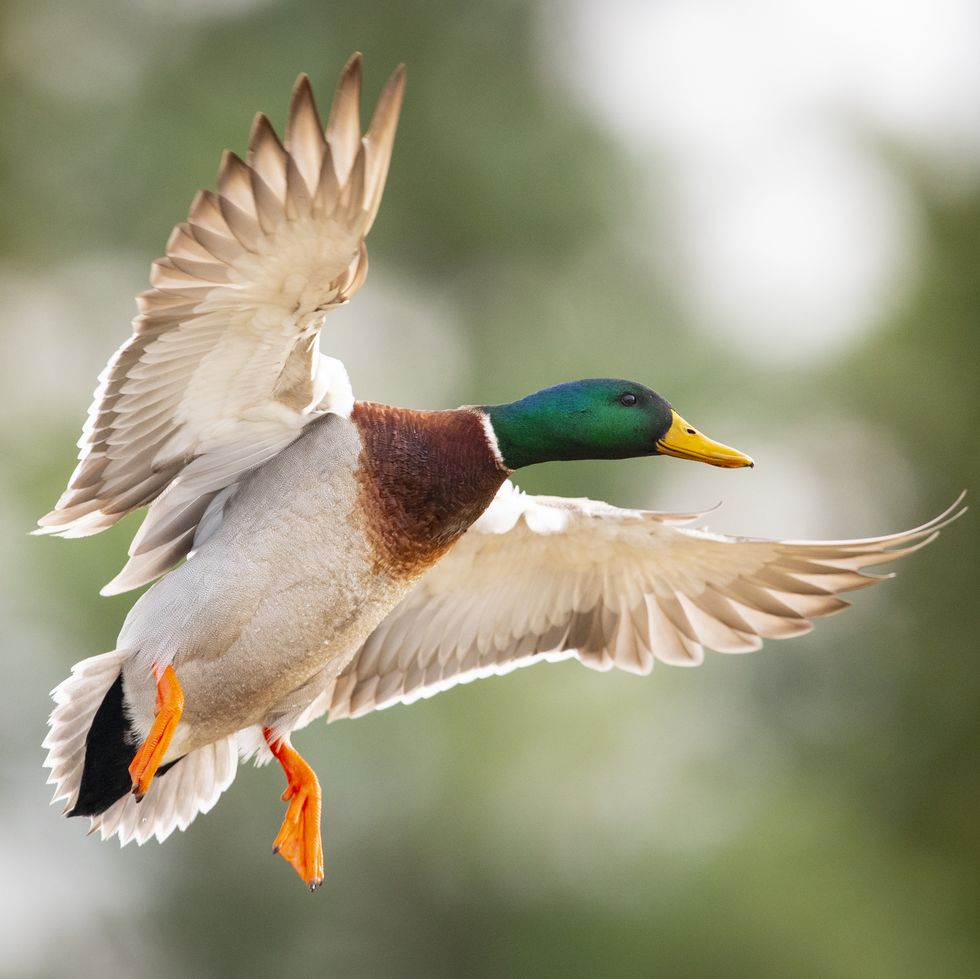 a drake mallard backlit by the rising sun prepares for landing with a mottled green and white background