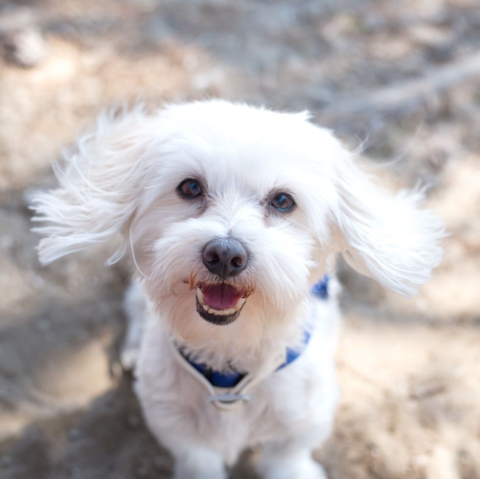 maltese dog portrait smallest dog breeds