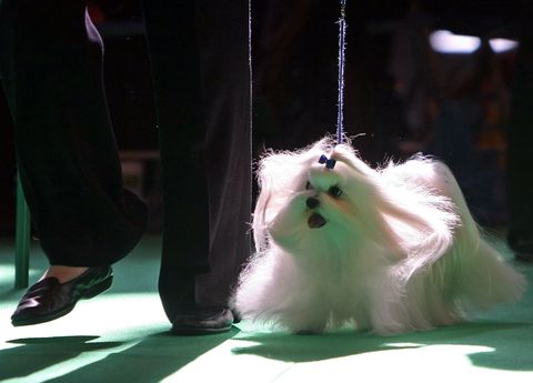 dogs and owners gather for 2009 crufts dog show