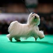 national dog show thanksgiving broadcast