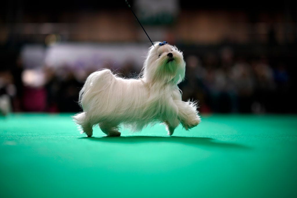 The National Dog Show On Thanksgiving 2020: Date, How To Watch, Details