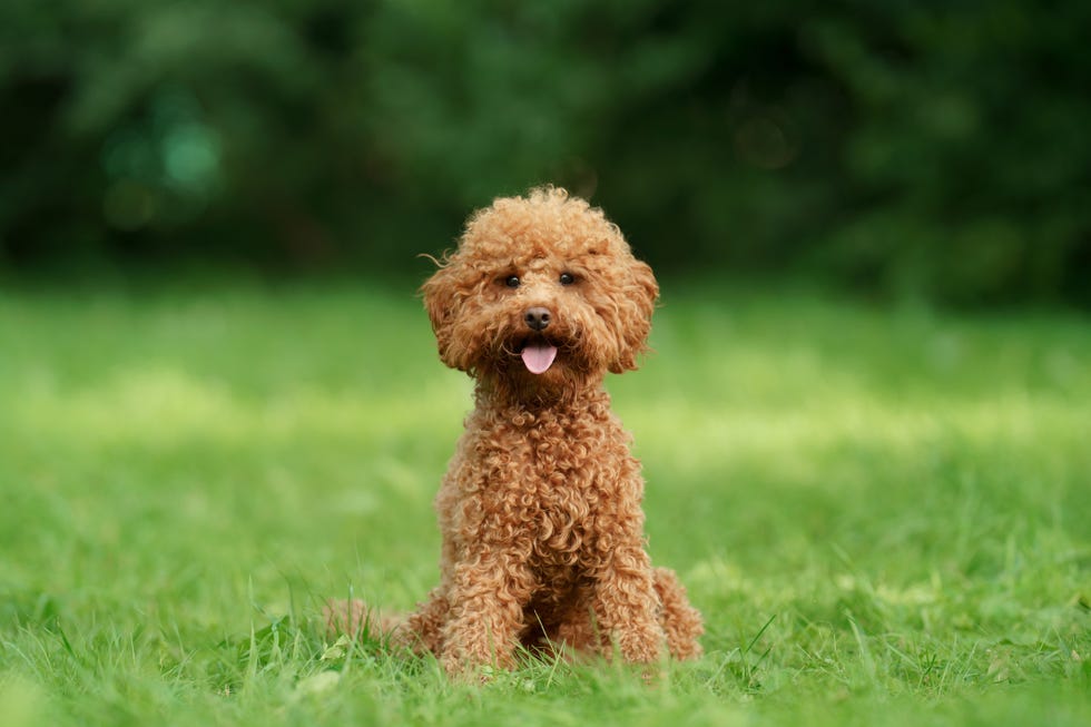 small chocolate poodle on the grass pet in nature cute dog like a toy