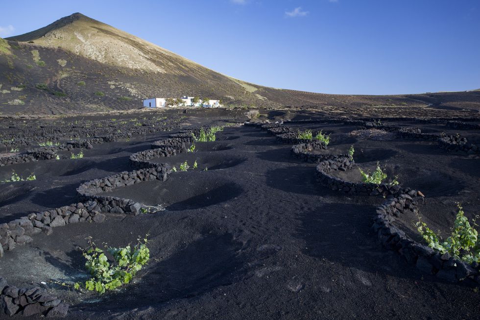 malvasia vineyard in dark volcanic soil