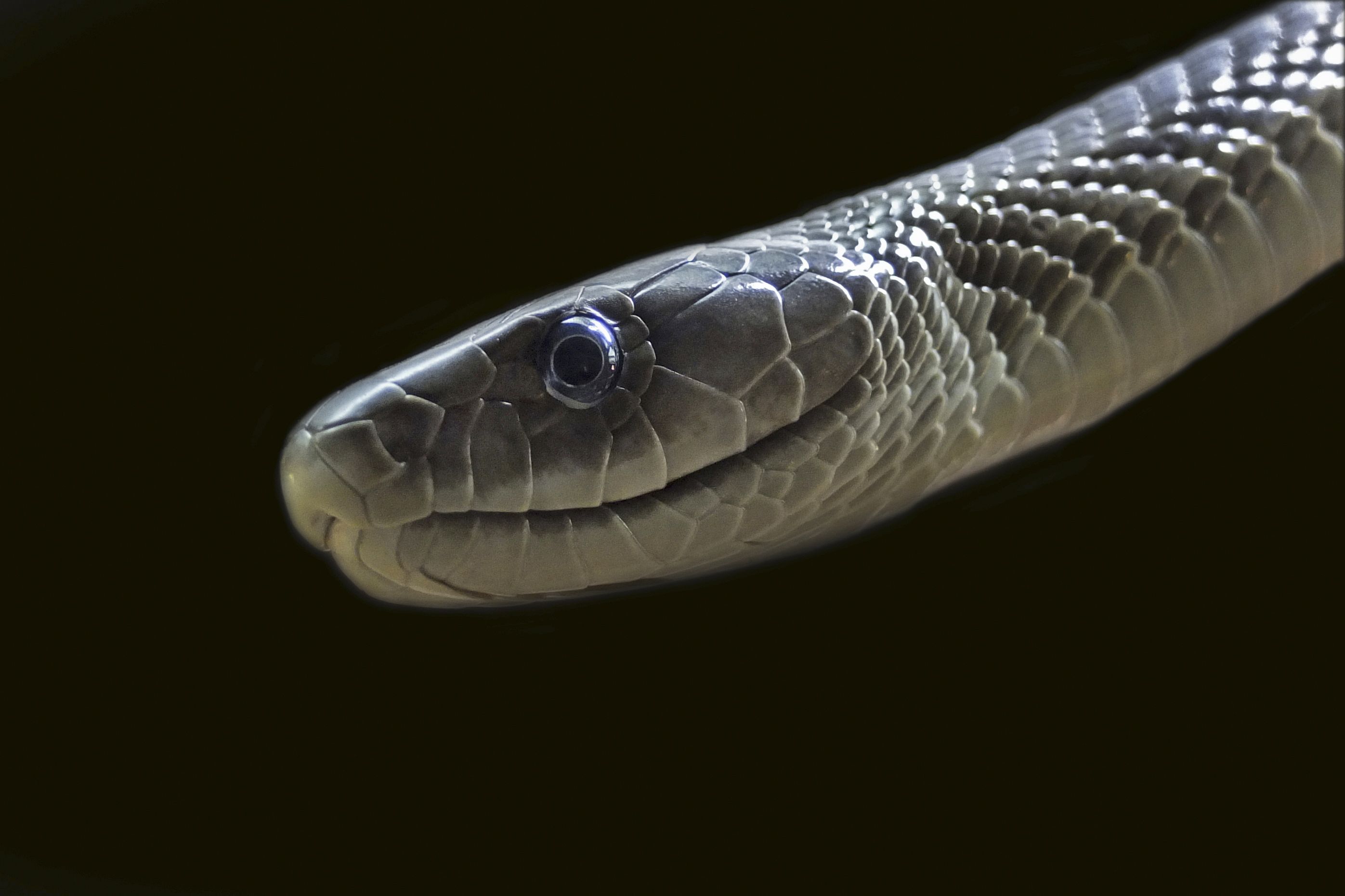 Quale di questi quattro serpenti è il serpente più veloce del mondo?