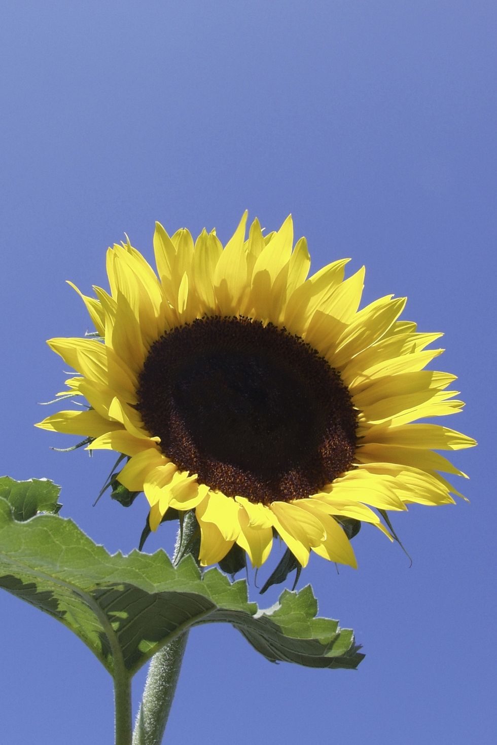 mammoth sunflower