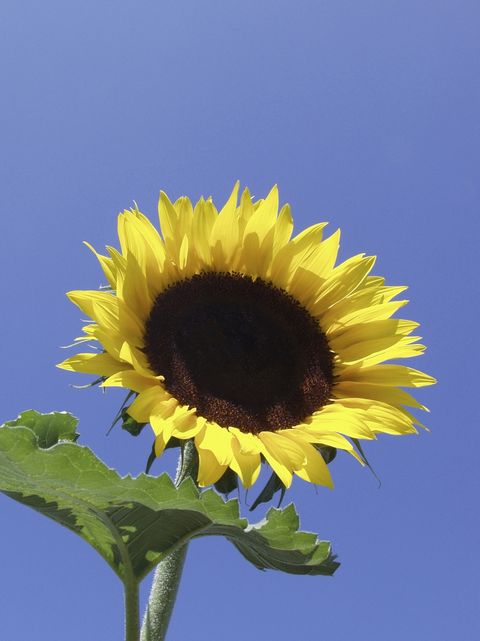 mammoth sunflower