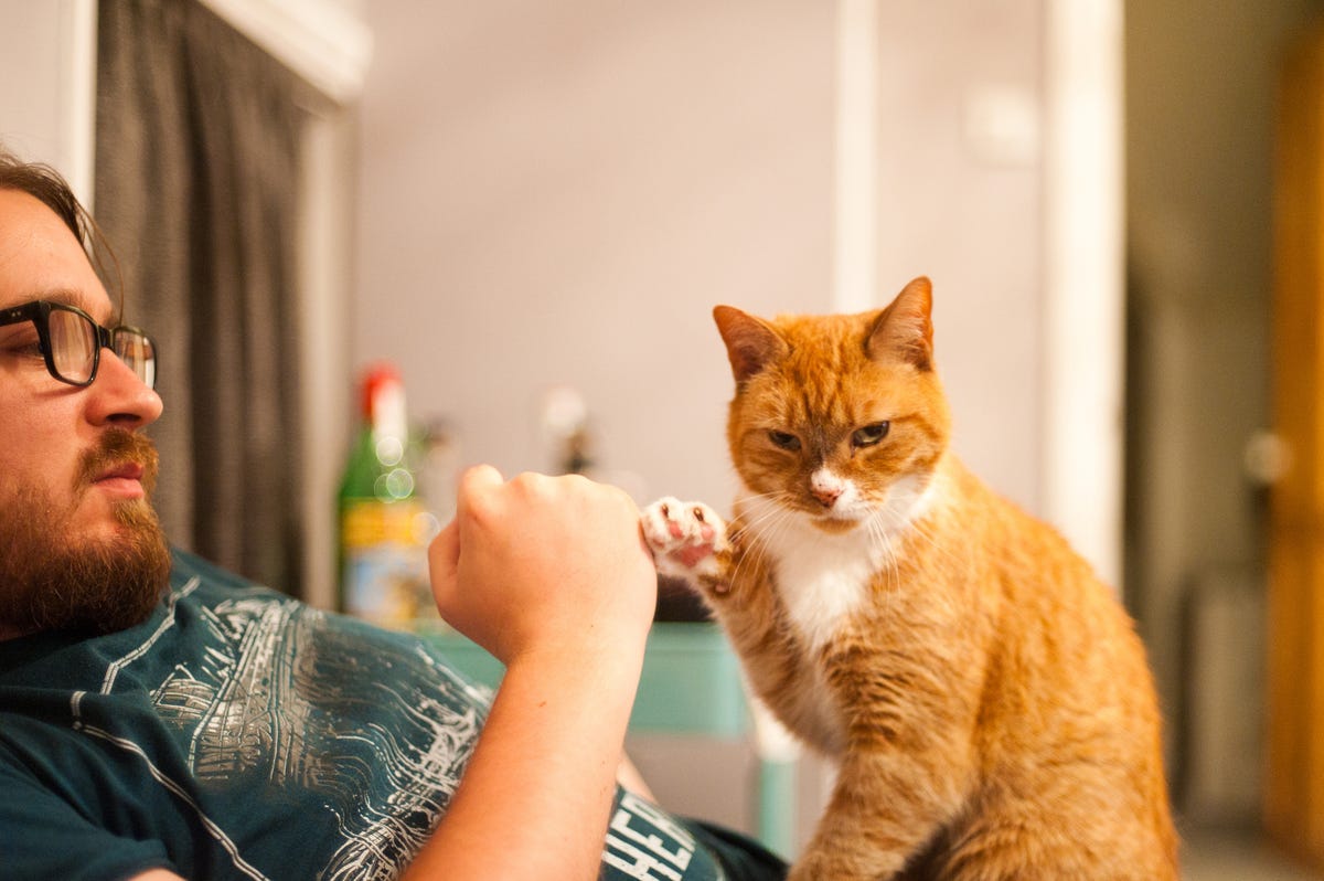 Is de kat de beste vriend van de mens?