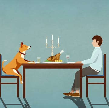 Man and dog enjoying candlelight dinner at table man and dog enjoying candlelight dinner at table
