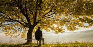 man enjoying morning fog on bench under tree