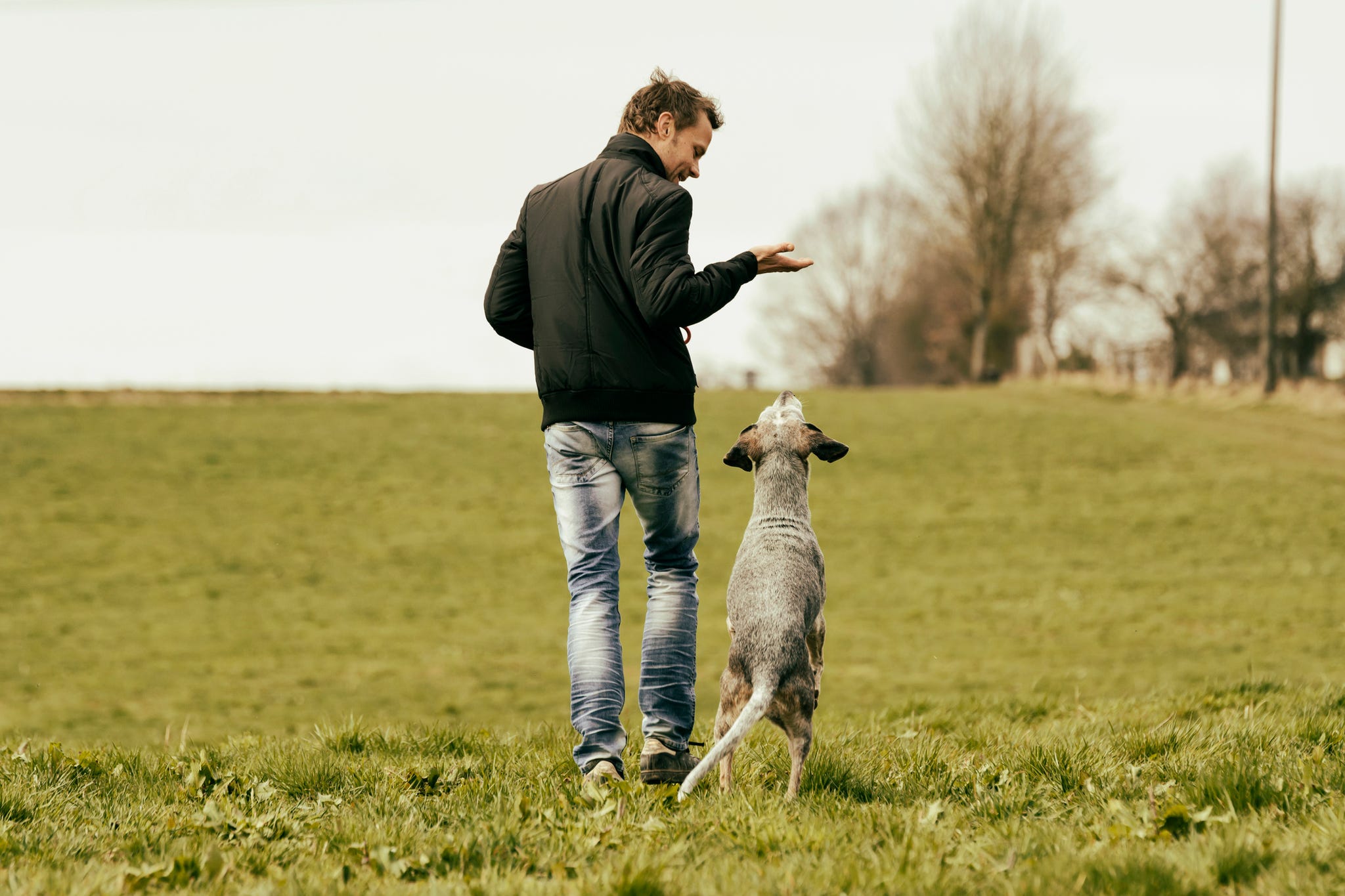 Tu perro te da inmunidad: menos enfermedades, buena energía...