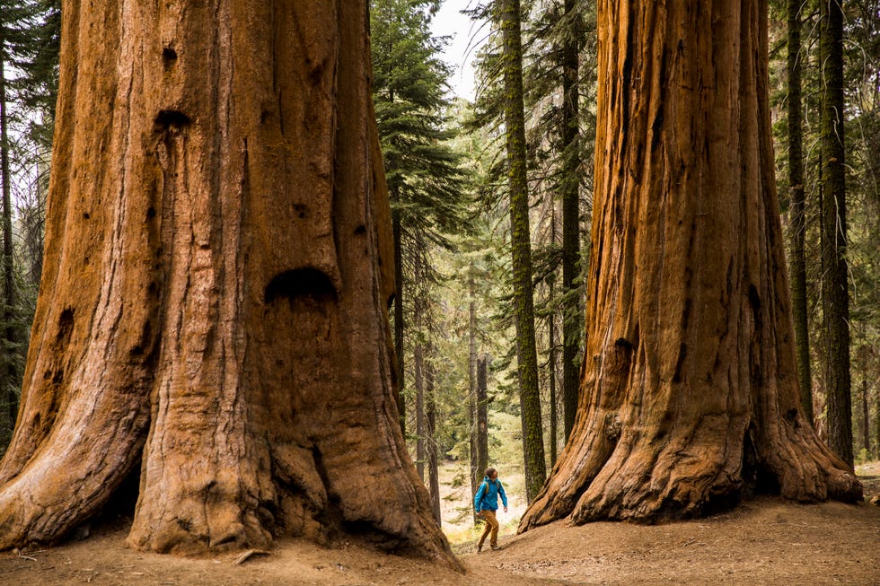 a man hiking beneath giant sequoia trees