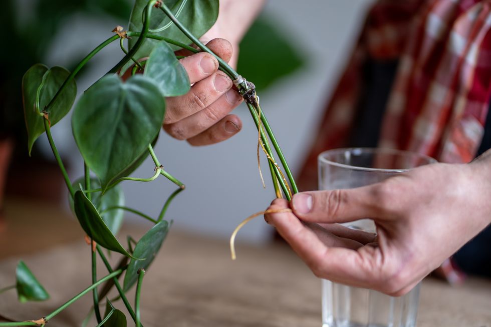 man holding sprouts of philodendron plant in hands, inspecting roots before transplanting in pot