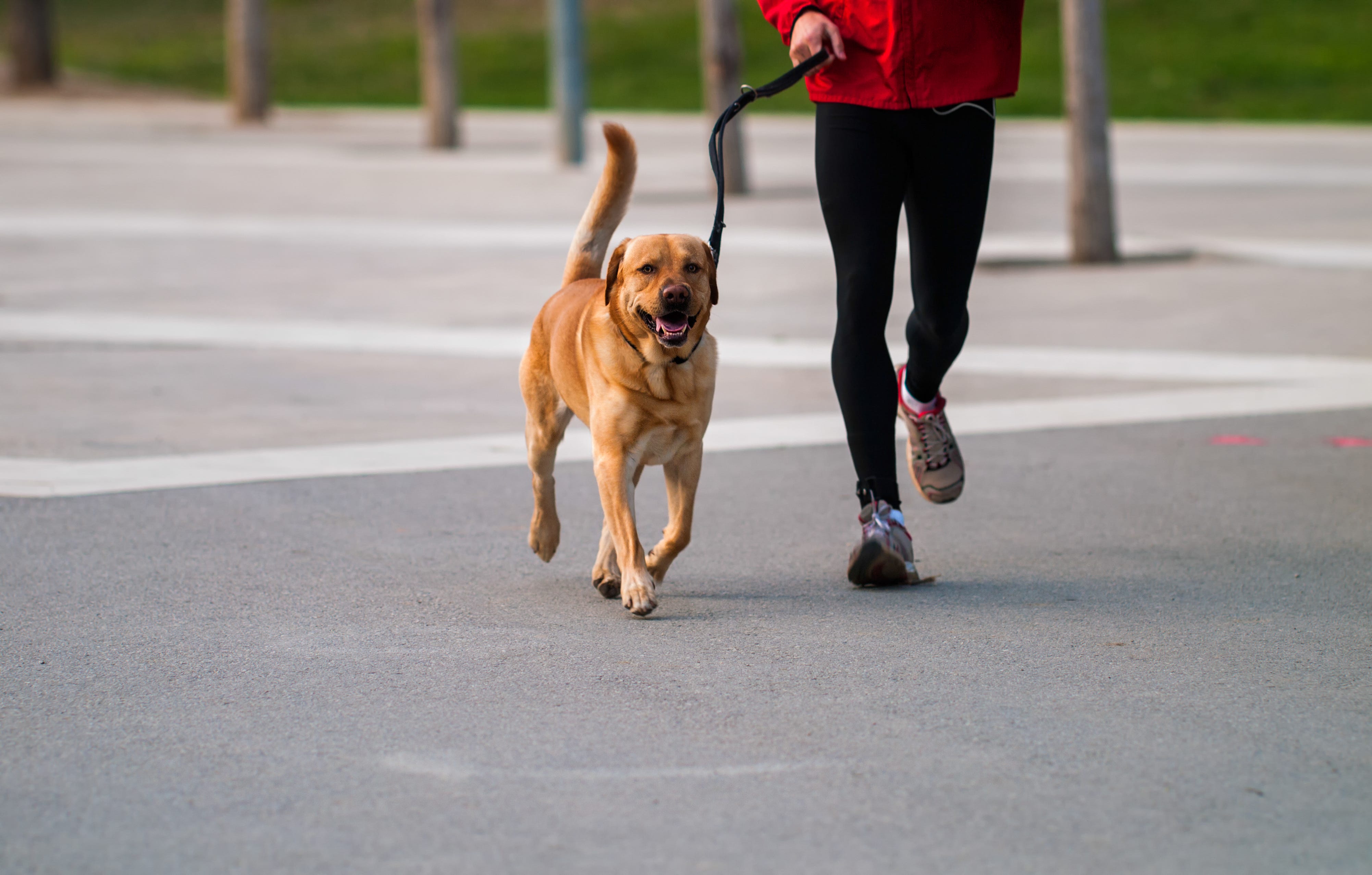 Man jogging with a dog