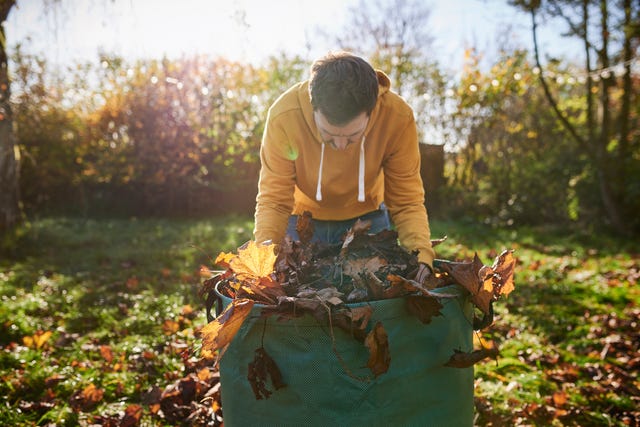 Waarom Je Herfstbladeren In Je Tuin Beter Kunt Laten Liggen