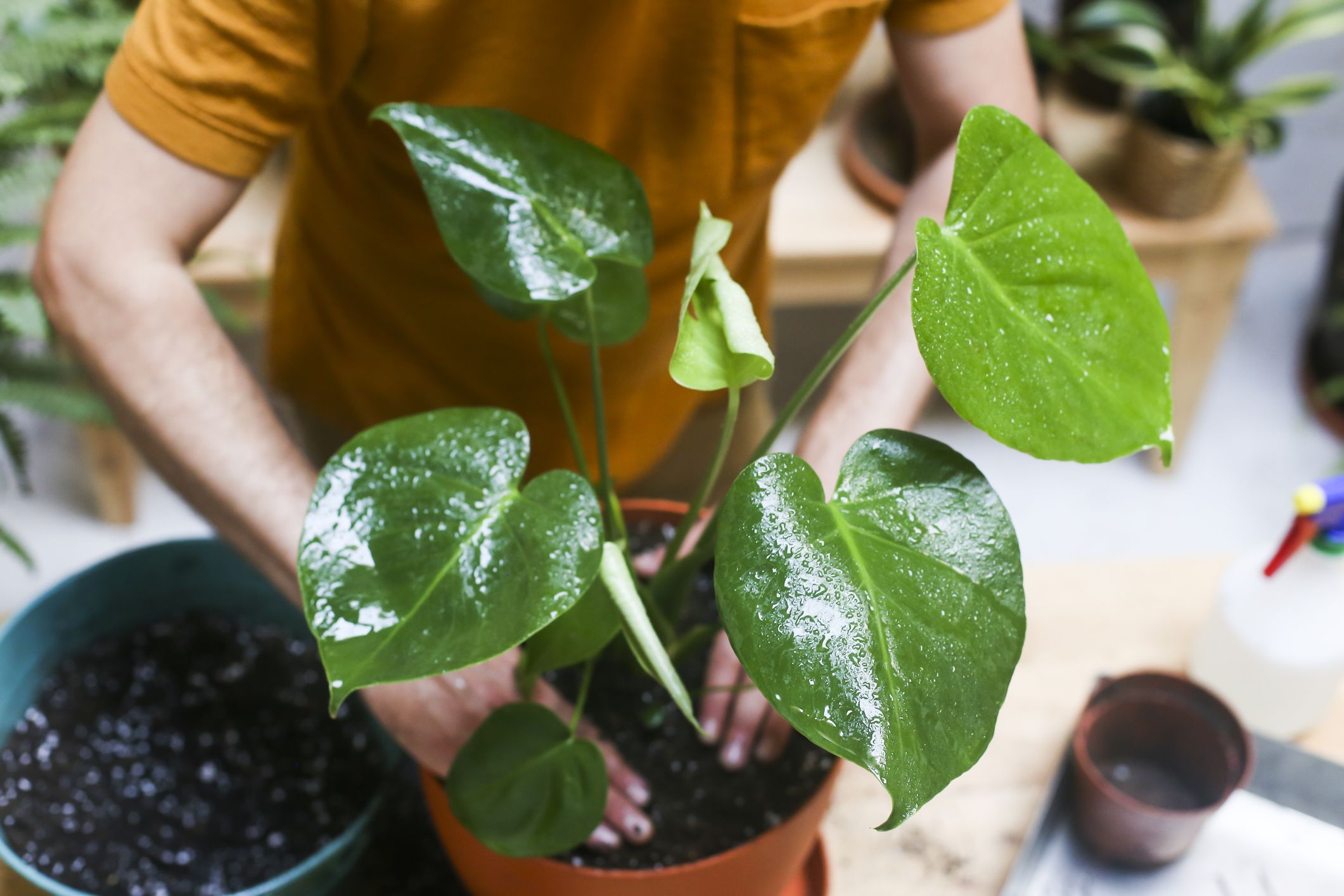 15 plantas perfectas para colocar en la cocina y decorar