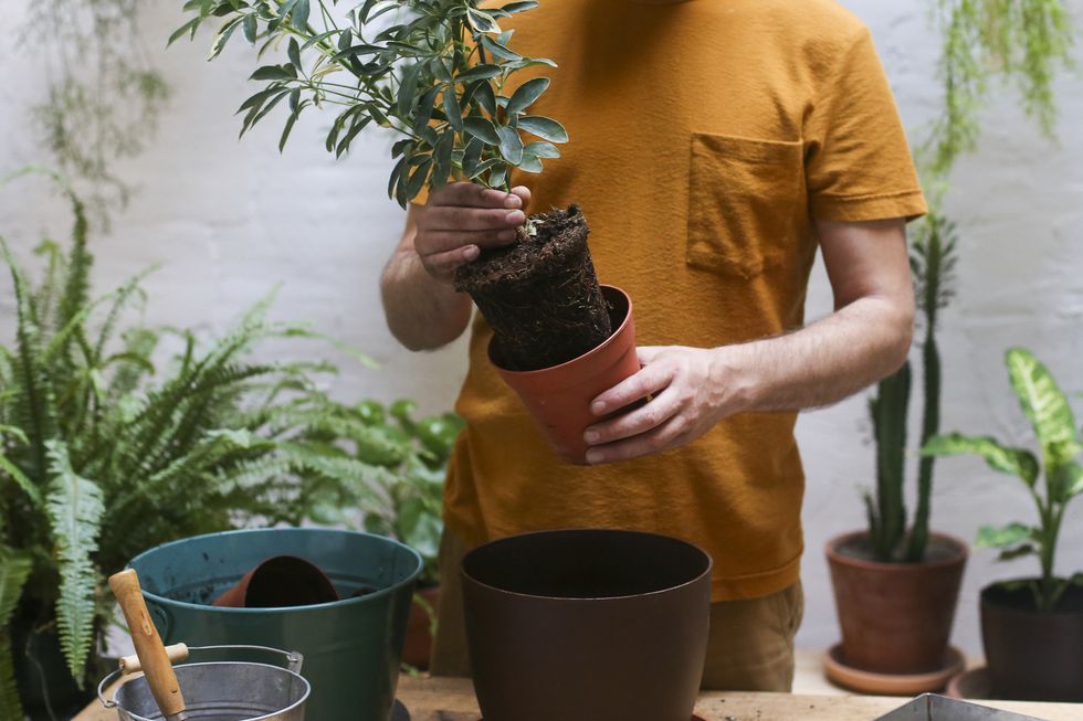 man repotting green plant (schefflera umbrella dwarf plant)