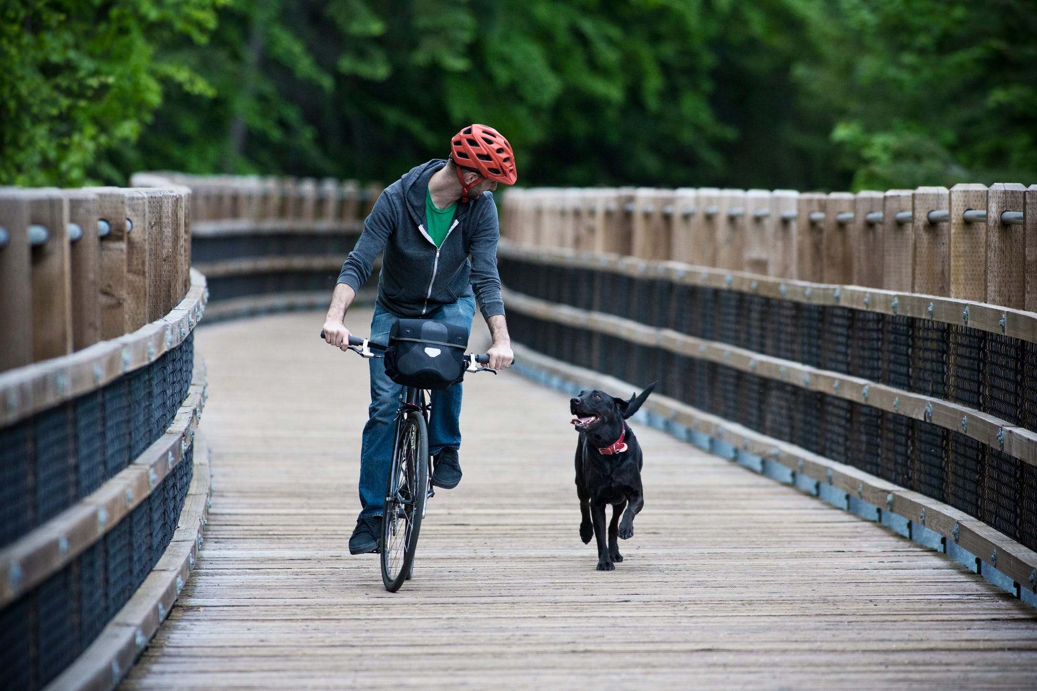 why do dogs run behind bikes