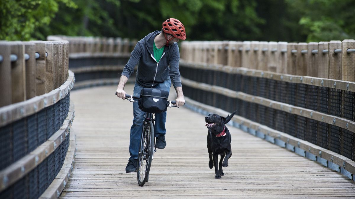 A man rides his bike in the forest with his dog on a wooden pedestrian bridge.