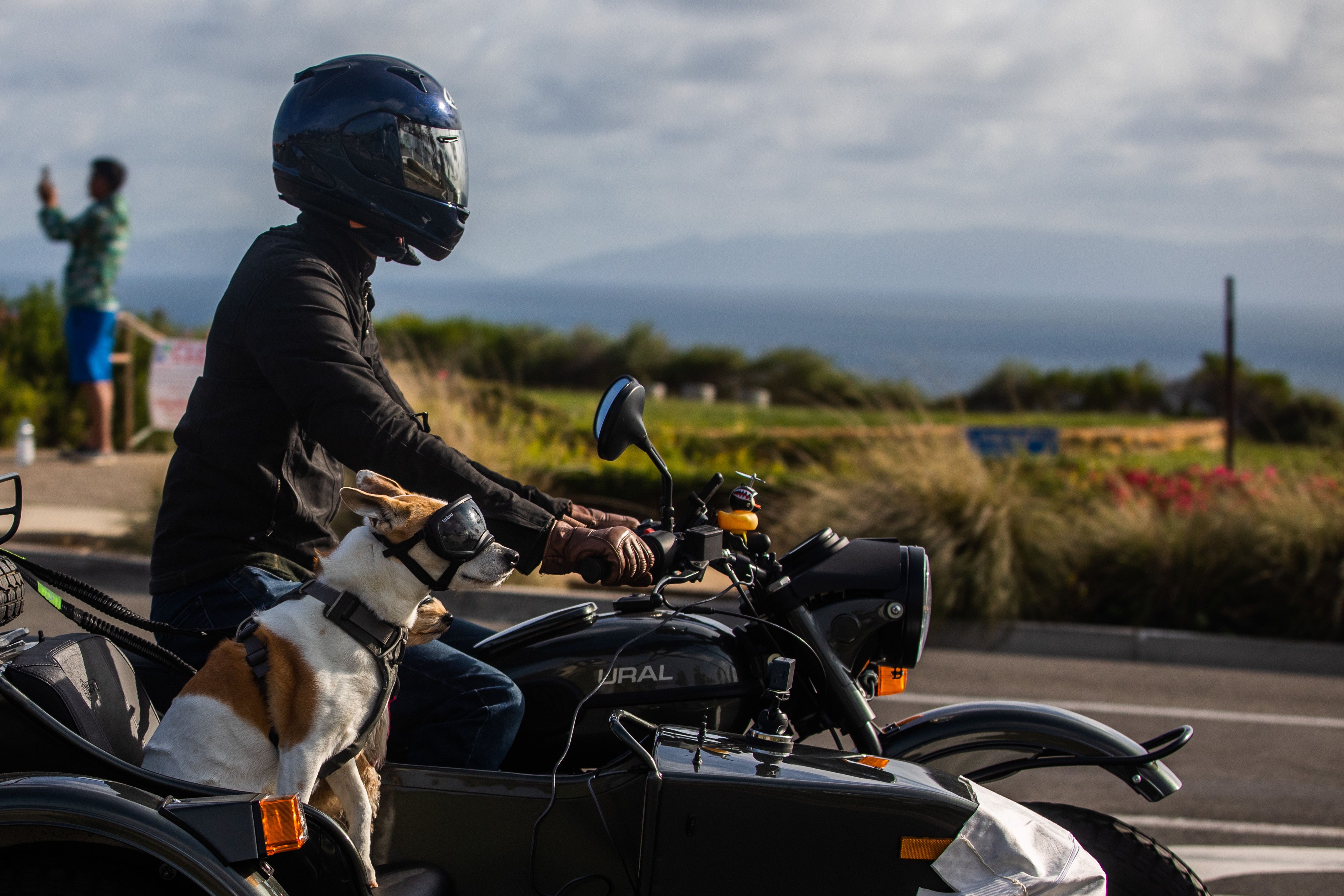 Dog motorcycle shop riding gear