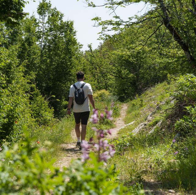 man trekking in the beaver forests in vezirköprü, black sea region, samsun province