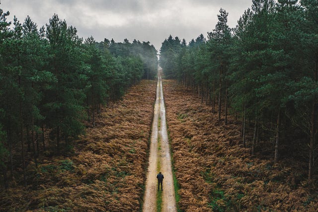 man walking along forest track