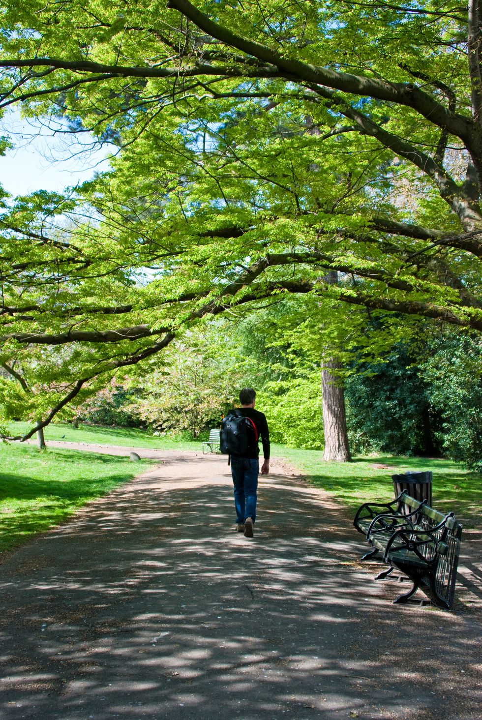 man walking in beautiful park gardens
