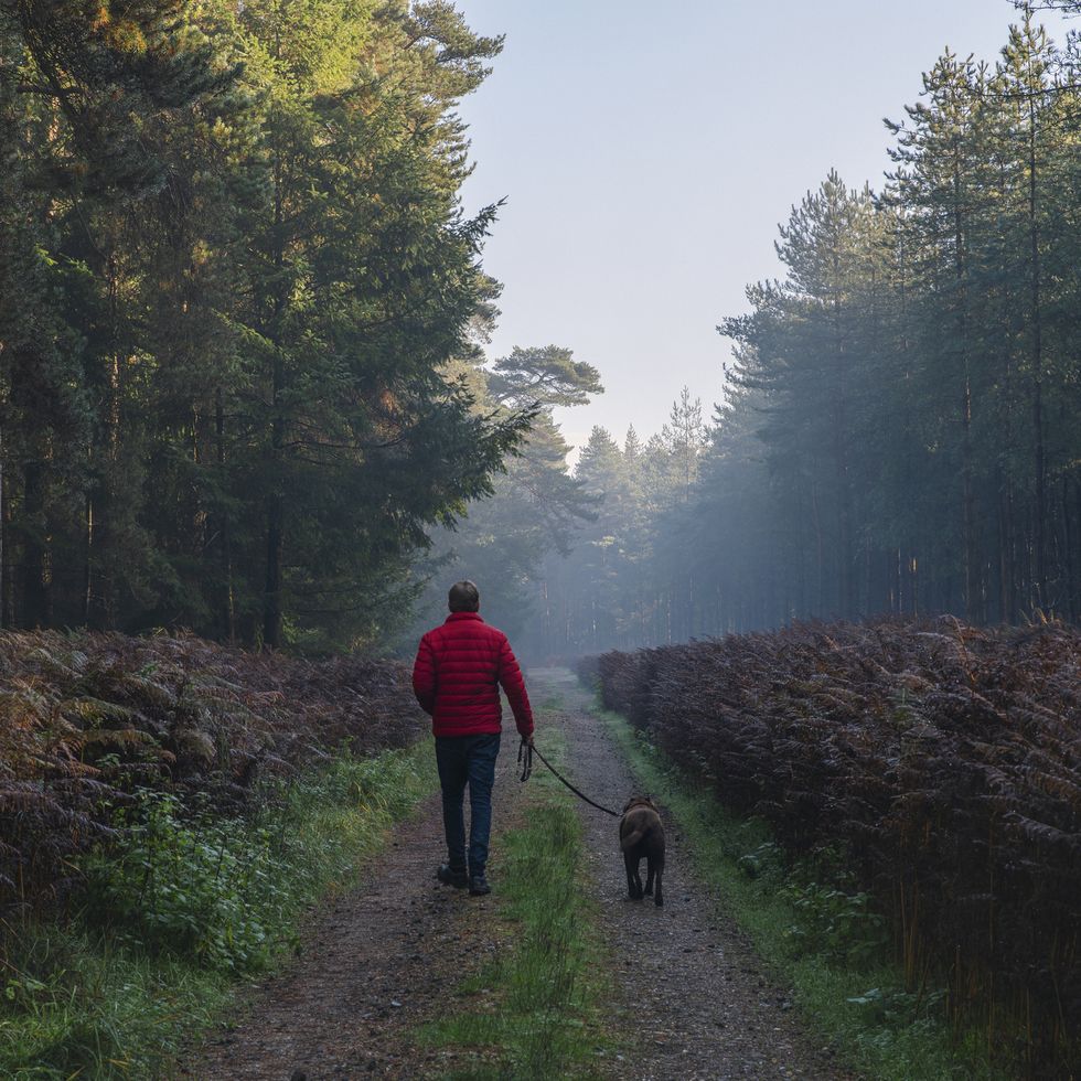 a man walking a dog on a trail in the woods