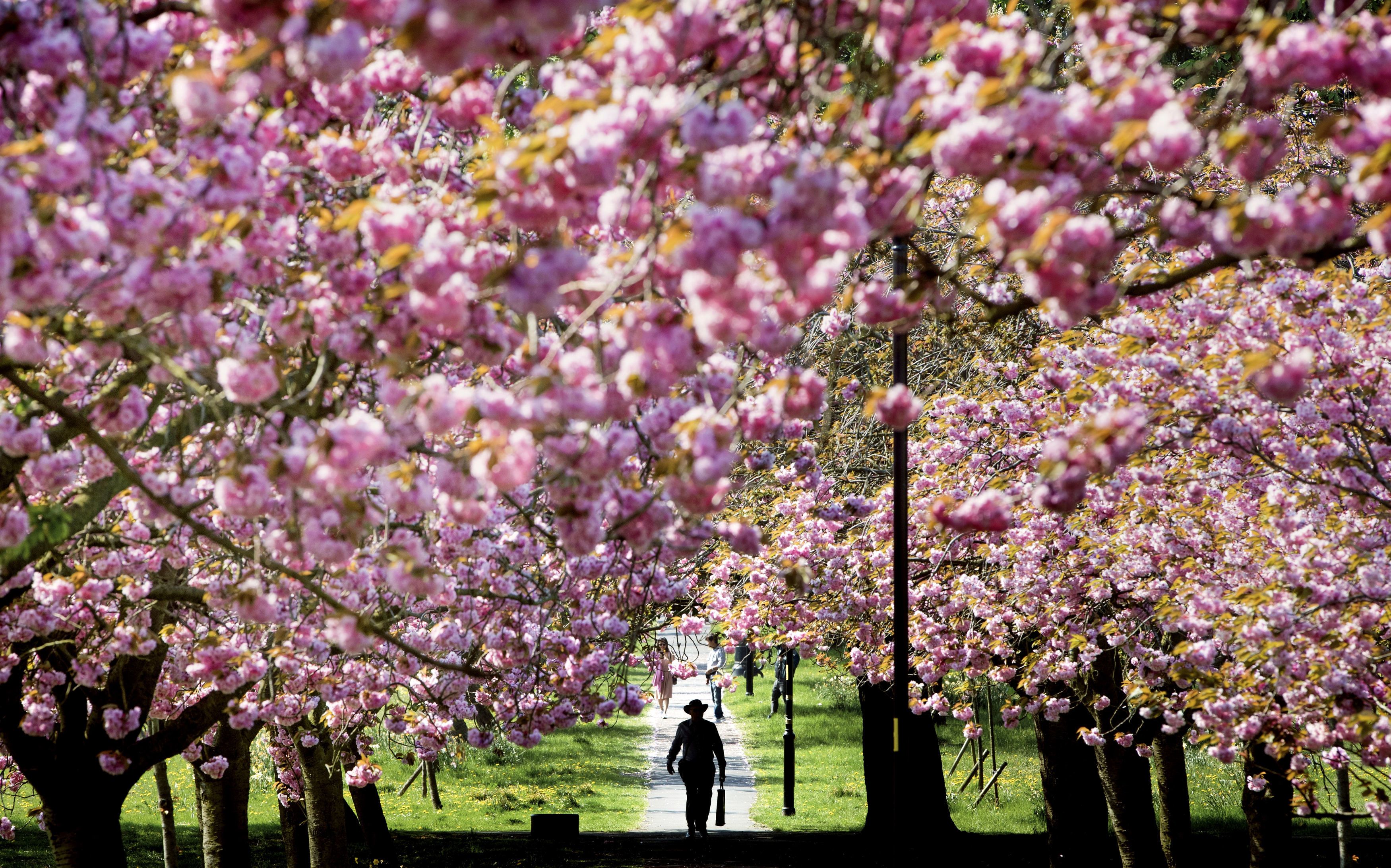 Cherry Blossom Season in Alexandria