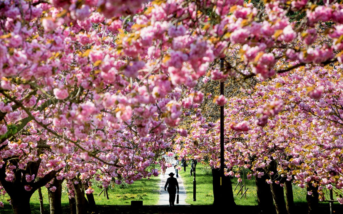 Jersey's Cherry Blossom Festival - Health & Life Magazine