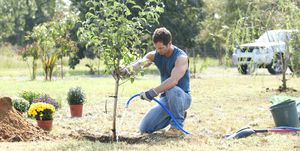 Man watering a newly planted tree