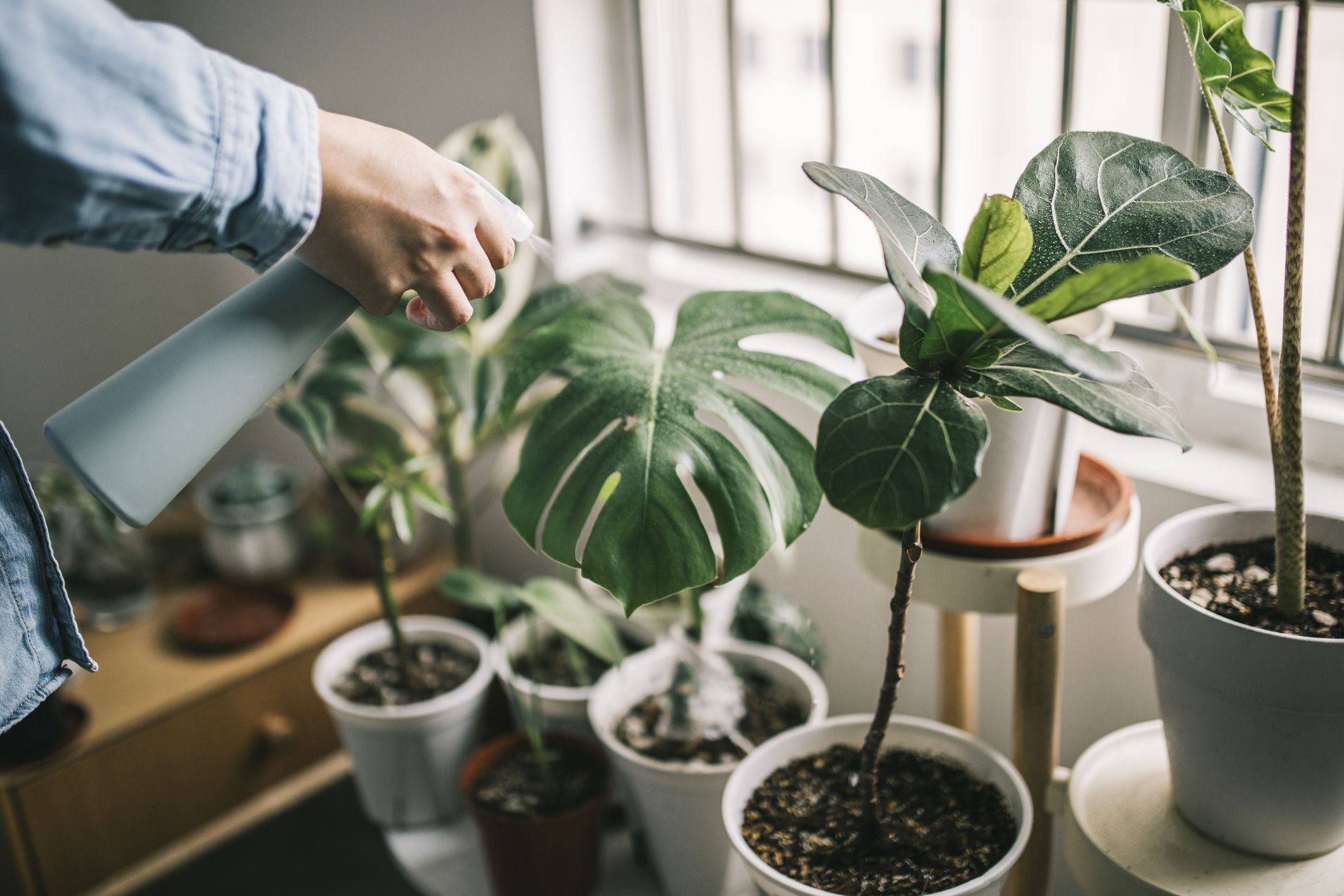 Low Light Indoor Plants for Air Quality