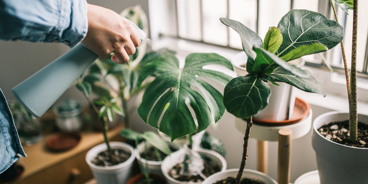 man watering houseplants