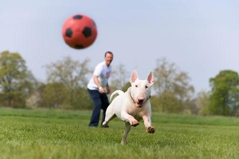 man with english bull terrier in park, dog chasing ball