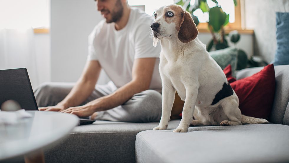 man working on laptop at home, his pet dog is next to him on sofa