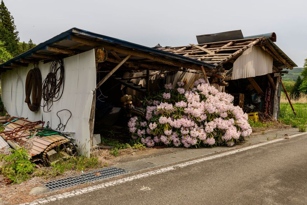 Ook zonder de aanwezigheid van bewoners staan deze rododendrons in Nagadoro elk voorjaar in bloei