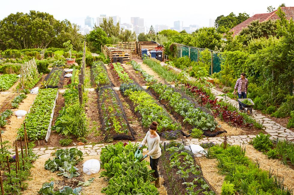 Managing their urban garden