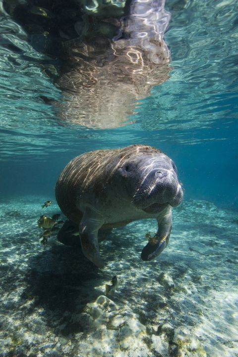 manatee in the crystal river