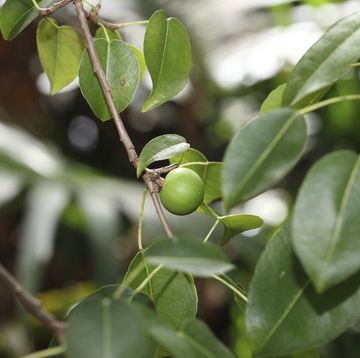 de vrucht van de manzanillaboom