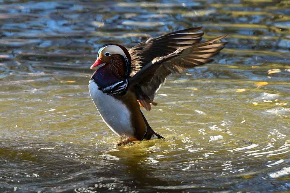 Mandarin Duck Lands in Central Park