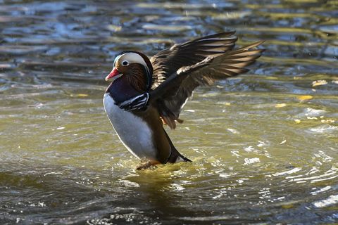 Mandarin Ducks Are Preparing To Migrate To Southern China