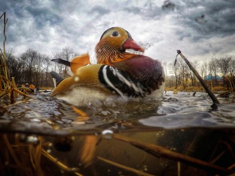 Nesting Mandarin ducks in Russian Far East