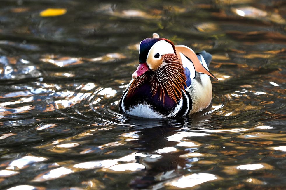 The Mandarin Duck in Central Park