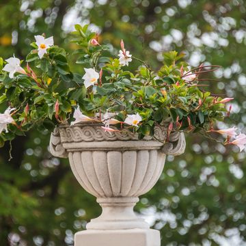 a mandevilla laxa flower vase in monforte d'alba, piedmont, italy