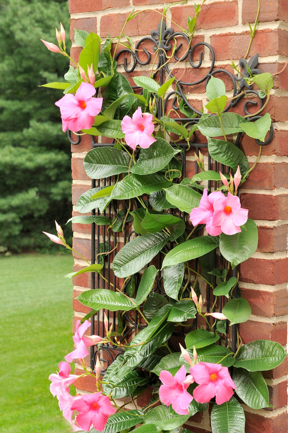 patio plants Mandevilla 