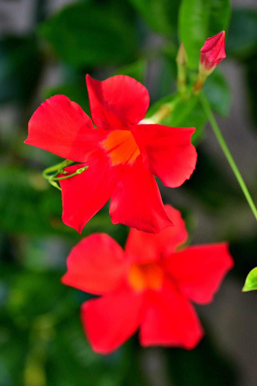 Mandevilla rock trumpet flower, popular, tropical flowering vine