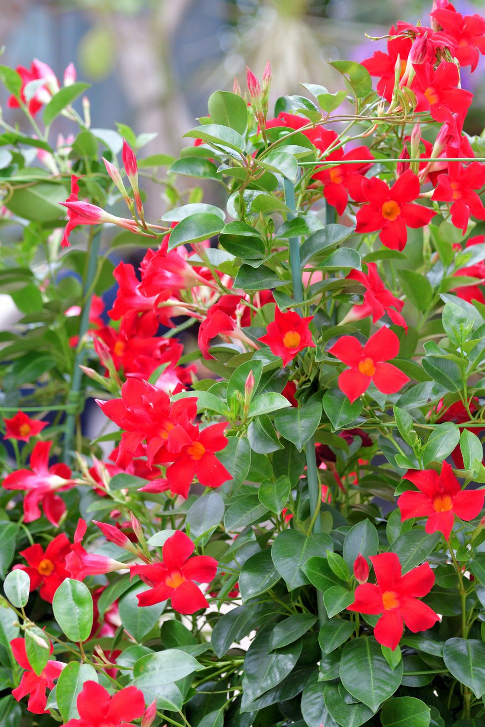 6 Charming Climbing Vines and Flowering Plants to Add to Your Garden