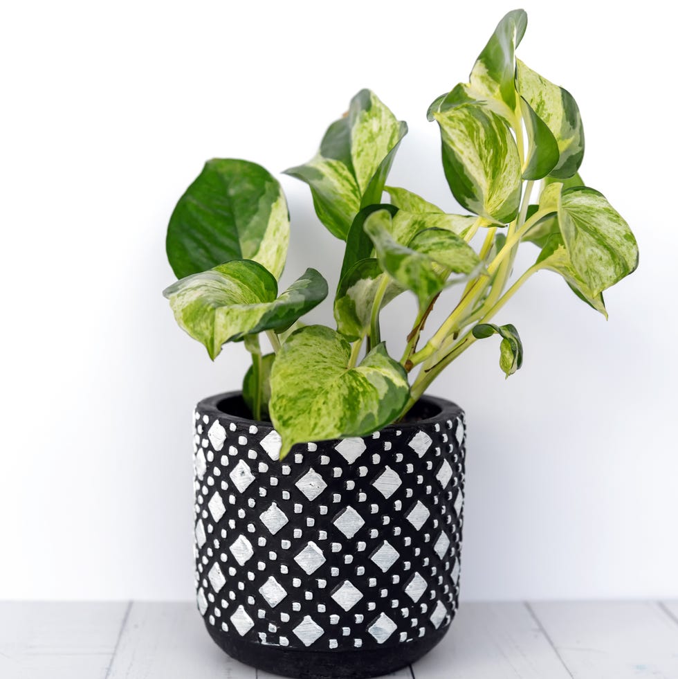 best air purifying plant  manjula pothos epipremnum aureum variegated